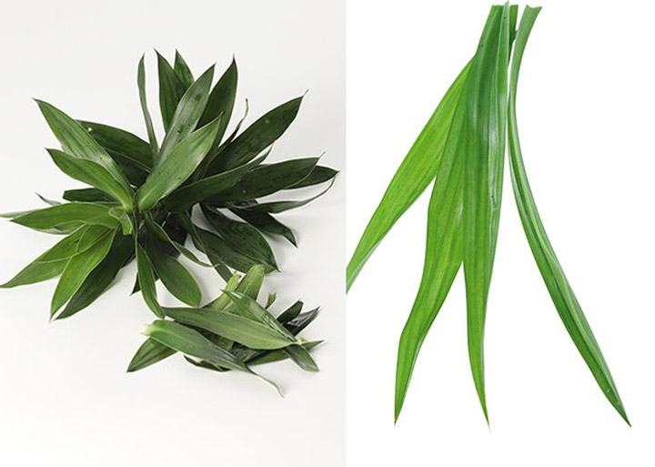 perbedaan daun pandan daun suji